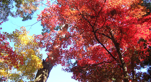 市島邸の紅葉