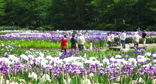 いじみの公園 日本四大あやめ園