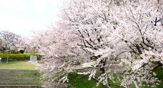 加治川の桜