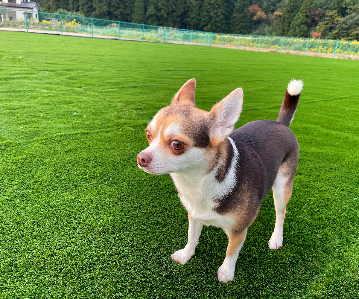 ペット連れのお客様