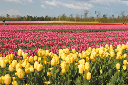 桜の次は チューリップ お知らせ 新潟 月岡温泉 自家源泉の宿 白玉の湯 泉慶 公式hp