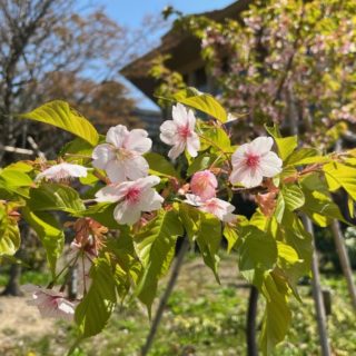 待ちに待った・・・🌸