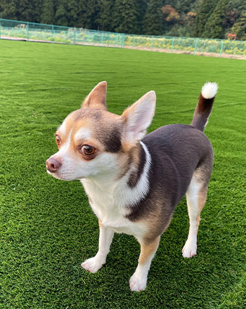 電気自動車充電スタンド